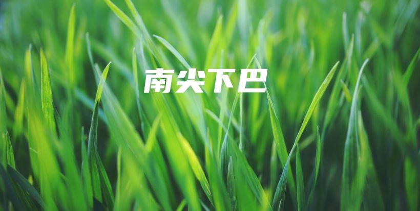 南尖下巴插图