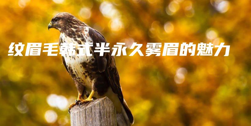 纹眉毛韩式半永久雾眉的魅力插图